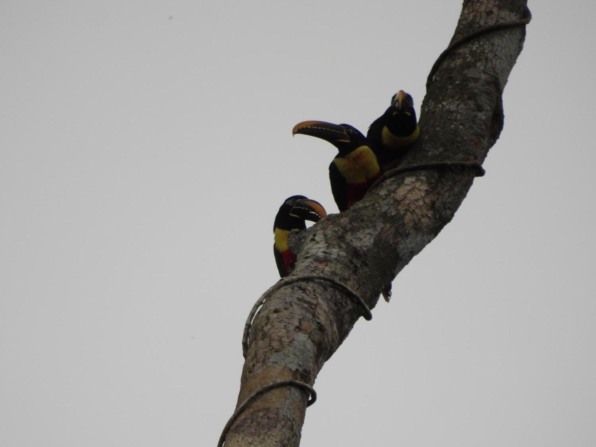 Awana Lodge Rio Arajuno